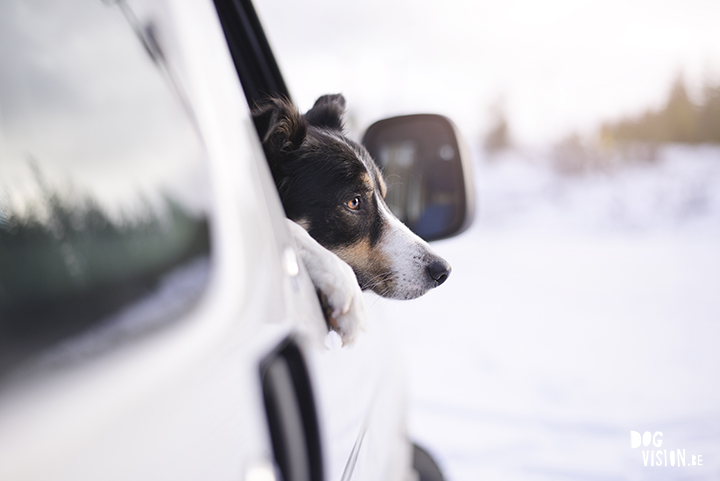 dogs, friends, Sweden| www.Fenne.be | www.DOGvision.be