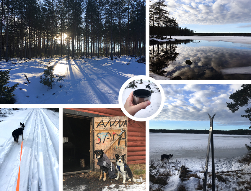 Skiing with dogs | www.Fenne.be | Dalarna, Sweden