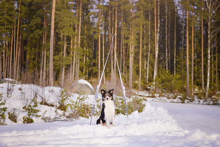 Skiing with dogs |www.Fenne.be