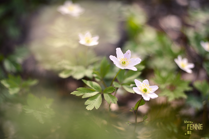 Spring in Sweden | blog on www.Fenne.be