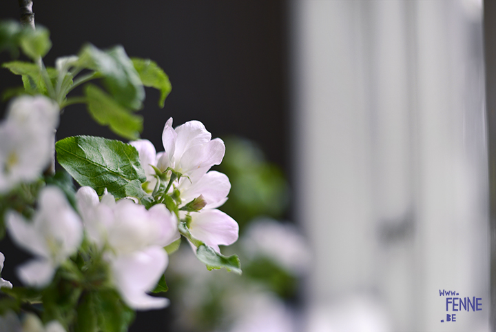 Spring in Sweden, apple blossoms in our kitchen | blog on www.Fenne.be