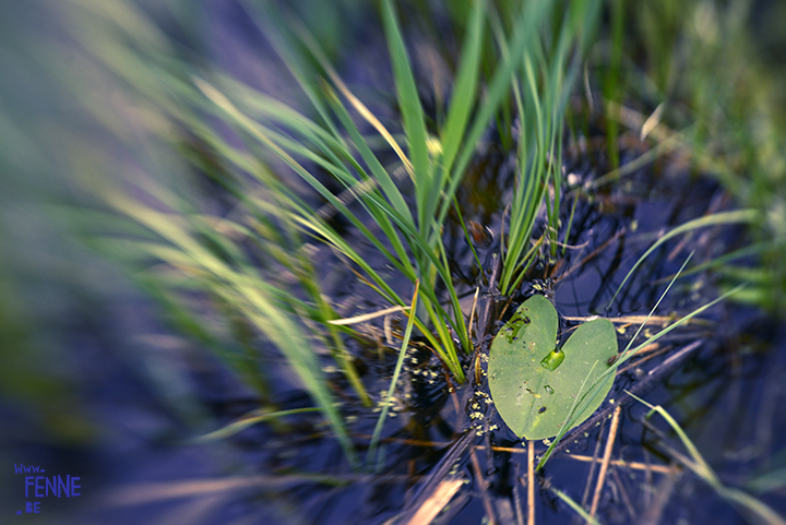 Secret hiding spot by the lake | www.Fenne.be