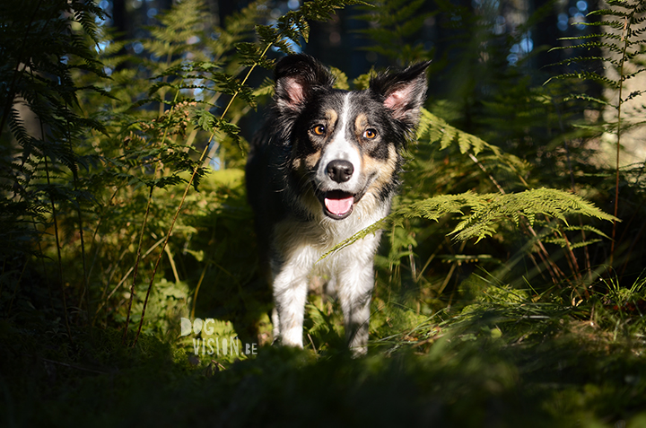 Picking Blueberries and mushrooms (Sweden) | blog on www.Fenne.be