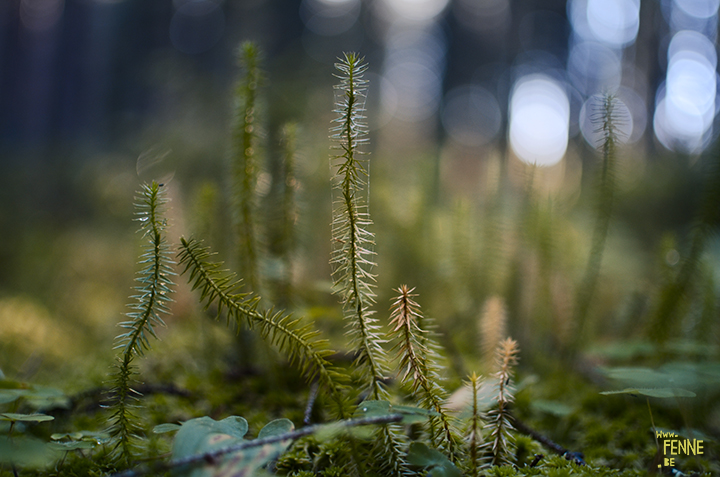 Picking Blueberries and mushrooms (Sweden) | detail shot of the forest| blog on www.Fenne.be