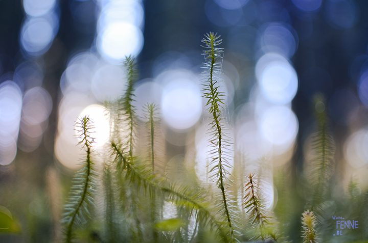 Picking Blueberries and mushrooms (Sweden) | detail shot of the forest| blog on www.Fenne.be