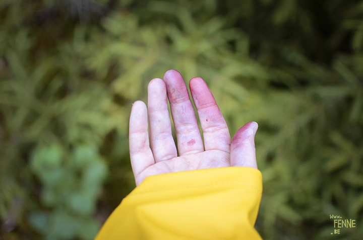 Picking Blueberries and mushrooms (Sweden) | blog on www.Fenne.be