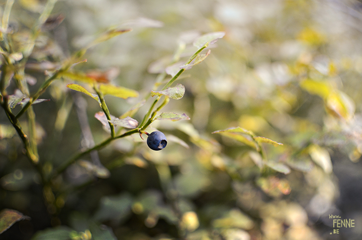 Picking Blueberries and mushrooms (Sweden) | blog on www.Fenne.be