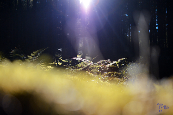 Picking Blueberries and mushrooms (Sweden) | detail shot of the forest| blog on www.Fenne.be