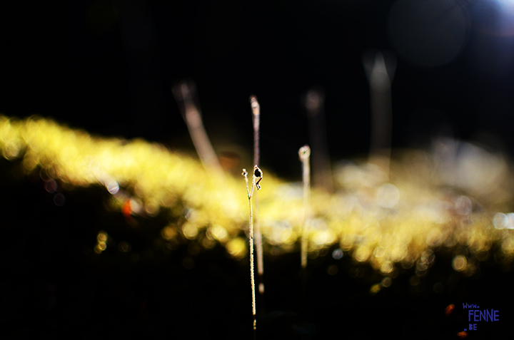 Picking Blueberries and mushrooms (Sweden) | detail shot of the forest| blog on www.Fenne.be