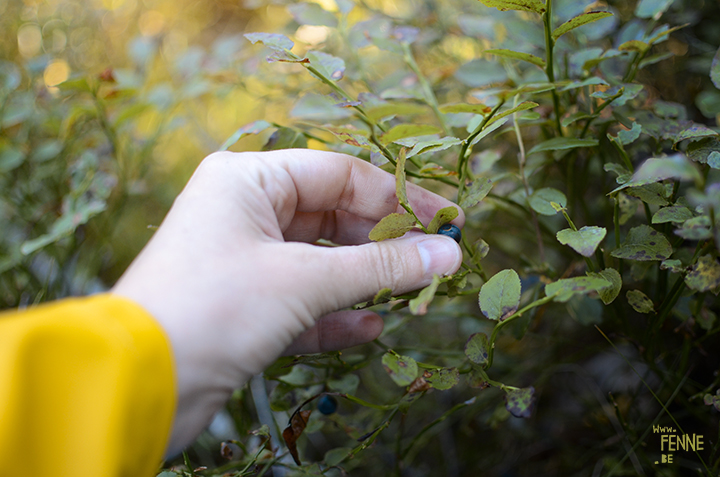 Picking Blueberries and mushrooms (Sweden) | blog on www.Fenne.be