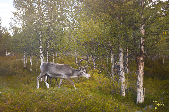 Flatruet and camping in Jämtland, Sweden | blog on www.Fenne.be