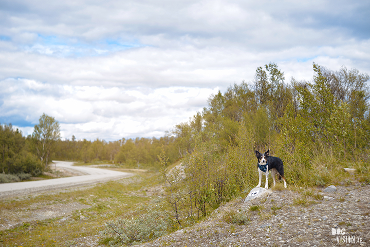 Flatruet and camping in Jämtland, Sweden | blog on www.Fenne.be