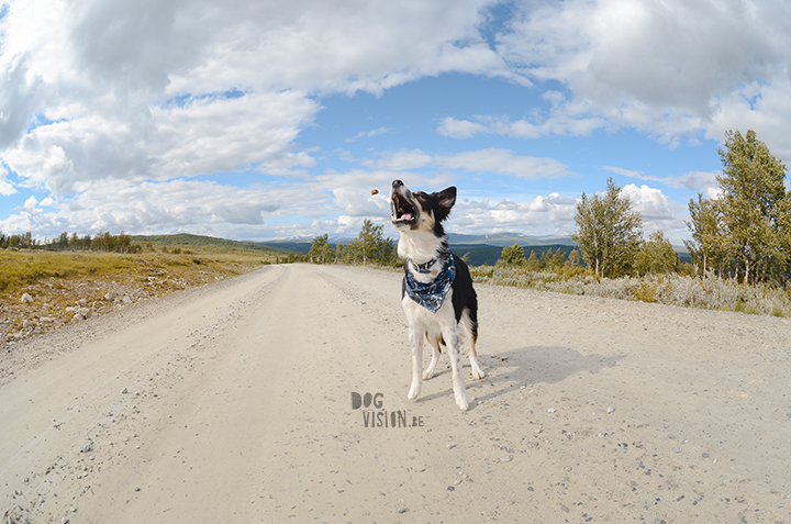 Flatruet and camping in Jämtland, Sweden | blog on www.Fenne.be