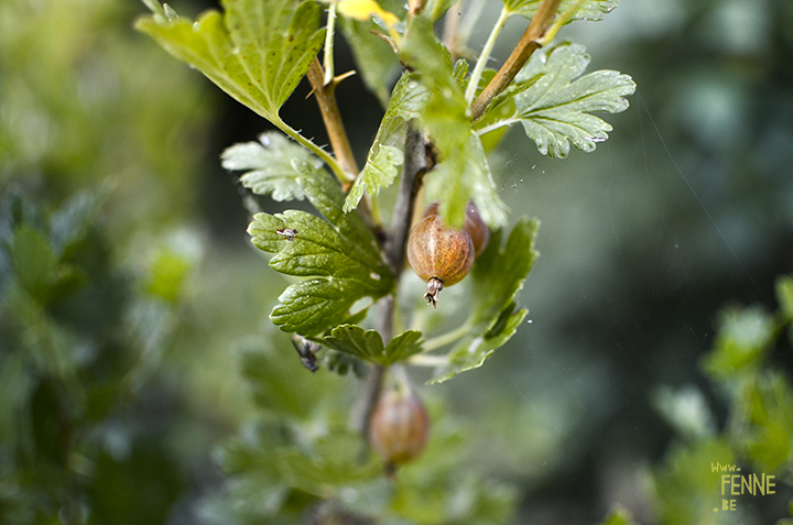 Garden harvest in Sweden (Dalarna). organic fruit and vegetables | www.Fenne.be