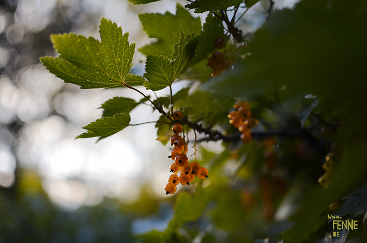 Garden harvest in Sweden (Dalarna). organic fruit and vegetables | www.Fenne.be