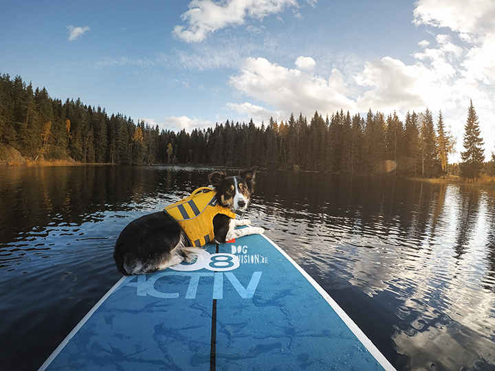 STand up paddle board | border Collie | Ruffwear | red Paddle Co | www.Fenne.be