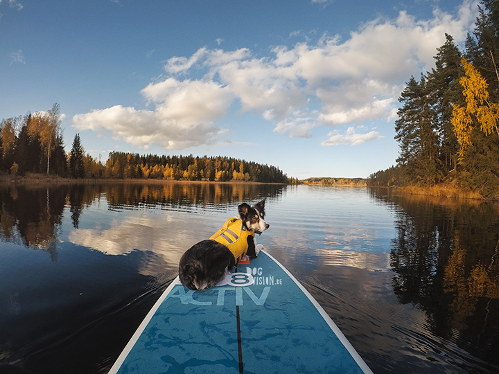 STand up paddle board | border Collie | Ruffwear | red Paddle Co | www.Fenne.be