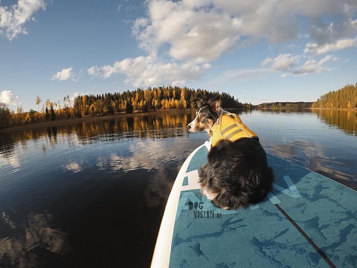 STand up paddle board | border Collie | Ruffwear | red Paddle Co | www.Fenne.be