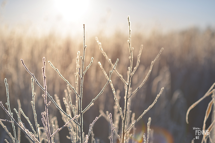 Frozen Days | winter in Sweden | Nature photography | www.Fenne.be