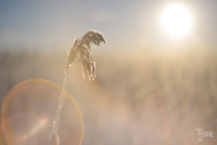 Frozen Days | winter in Sweden | Nature photography | www.Fenne.be