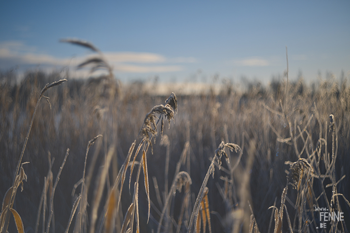 Frozen Days | winter in Sweden | Nature photography | www.Fenne.be