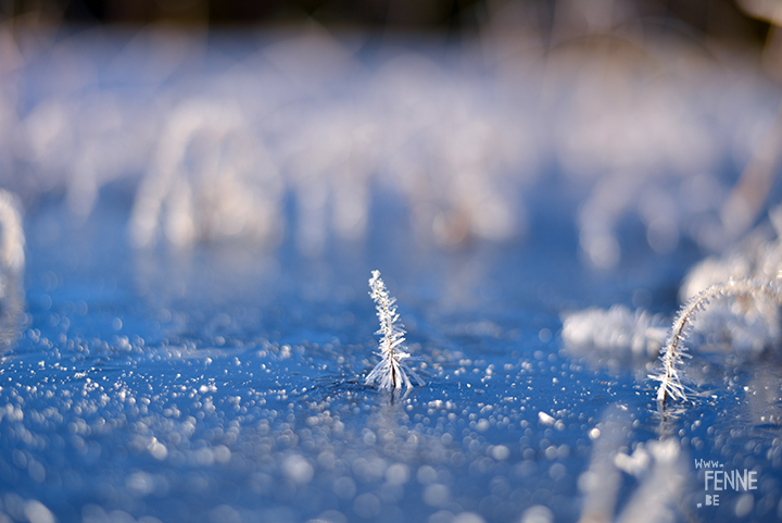 Frozen Days | winter in Sweden | Nature photography | www.Fenne.be