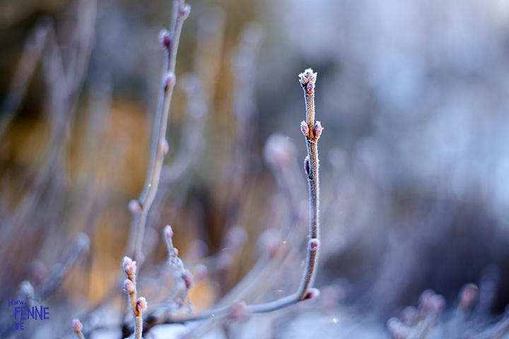 Wednesday Wanderings | nature photography in Dalarna/Sweden | Blog on www.Fenne.be