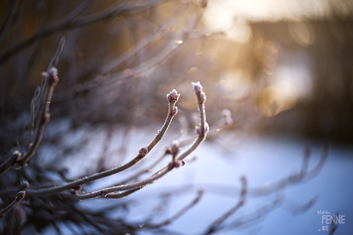 Wednesday Wanderings | nature photography in Dalarna/Sweden | Blog on www.Fenne.be