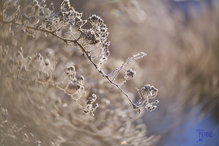 Wednesday Wanderings | nature photography in Dalarna/Sweden | Blog on www.Fenne.be