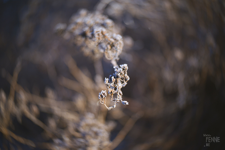 Wednesday Wanderings | nature photography in Dalarna/Sweden | Blog on www.Fenne.be