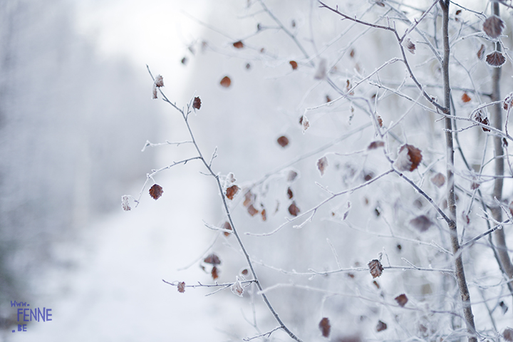 Wednesday Wanderings | nature photography in Dalarna/Sweden | Blog on www.Fenne.be