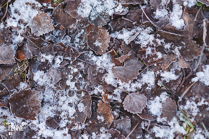 Wednesday Wanderings | nature photography in Dalarna/Sweden | Blog on www.Fenne.be