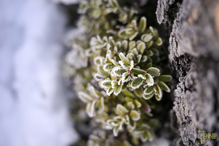 Wednesday Wanderings | nature photography in Dalarna/Sweden | Blog on www.Fenne.be