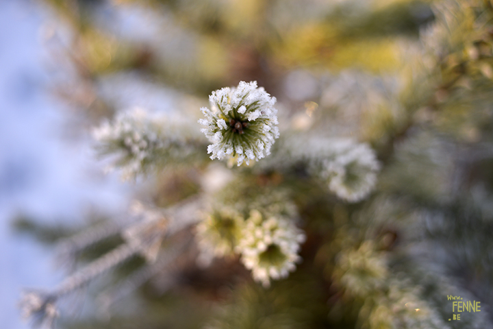 Wednesday Wanderings | nature photography in Dalarna/Sweden | Blog on www.Fenne.be