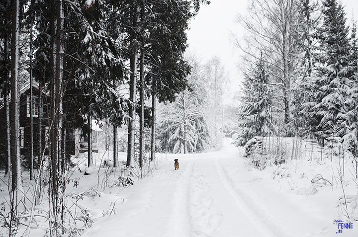 Wednesday Wanderings (05) | photographing Swedish life and nature | Nikon photographer| Snow | www.Fenne.be