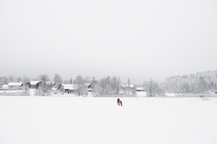 Wednesday Wanderings (05) | photographing Swedish life and nature | Nikon photographer| Snow | www.Fenne.be