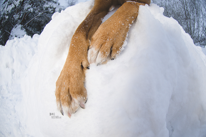 Wednesday Wanderings (05) | photographing Swedish life and nature | Nikon photographer| Snow | www.Fenne.be