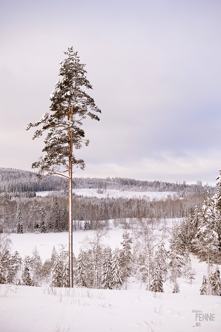 Wednesday Wanderings (07)| hiking and nature photography in Dalarna, Sweden | blog on www.Fenne.be