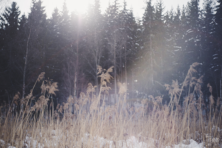 Wednesday Wanderings (10)| nature photography in Sweden | creative photography blog | wanderlust