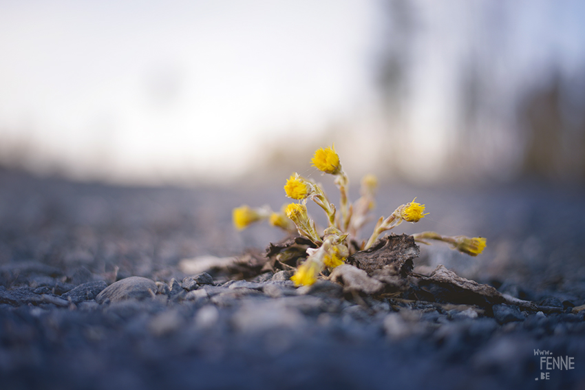 The first flowers of 2018, nature photography, Sweden, www.Fenne.be