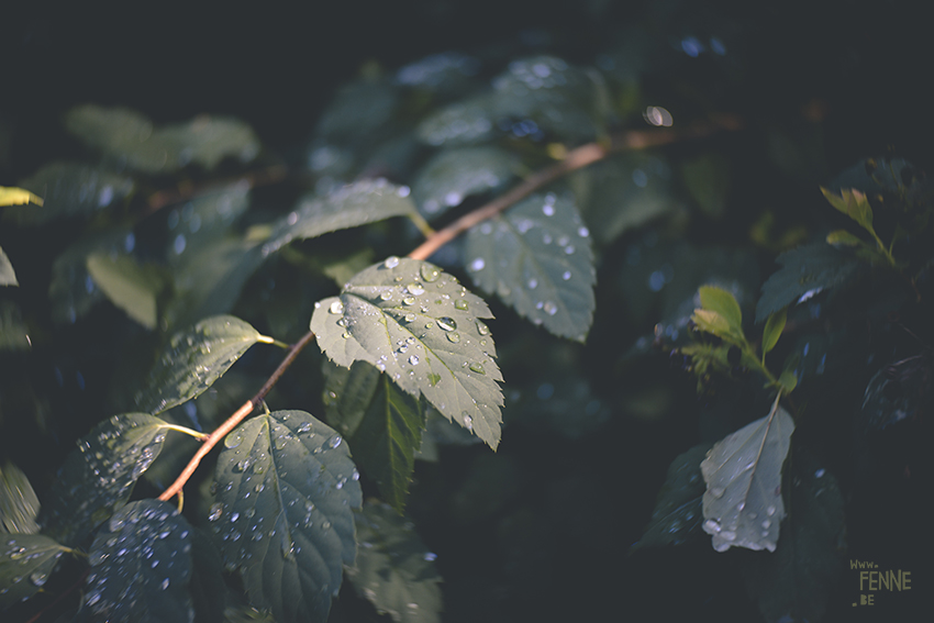 Early autumn in Sweden, nature photography, www.Fenne.be