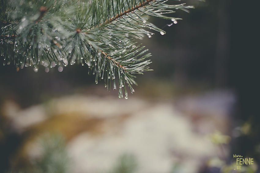 Early autumn in Sweden, nature photography, www.Fenne.be