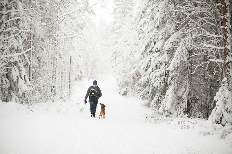 Winter in Sweden, wednesday wanderings in the forest and around the lakes, slow living, nature lover, artist, www.Fenne.be