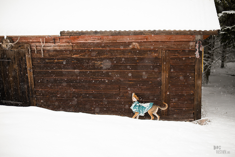 Winter in Sweden, wednesday wanderings in the forest and around the lakes, slow living, nature lover, artist, www.Fenne.be