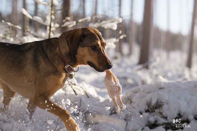 Wednesday Wanderings 22, wanderlust, nature photography, hiking in Sweden, life with dogs in Sweden, www.Fenne.be