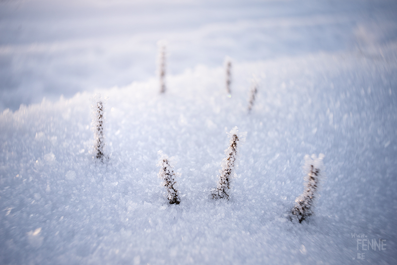 Countryside living in Dalarna Sweden, photographer artist Sweden, nordic nature photography, www.Fenne.be