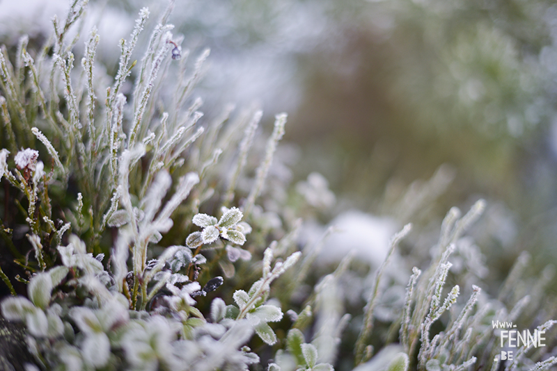 Countryside living in Dalarna Sweden, photographer artist Sweden, nordic nature photography, www.Fenne.be