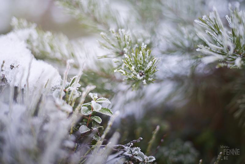 Countryside living in Dalarna Sweden, photographer artist Sweden, nordic nature photography, www.Fenne.be