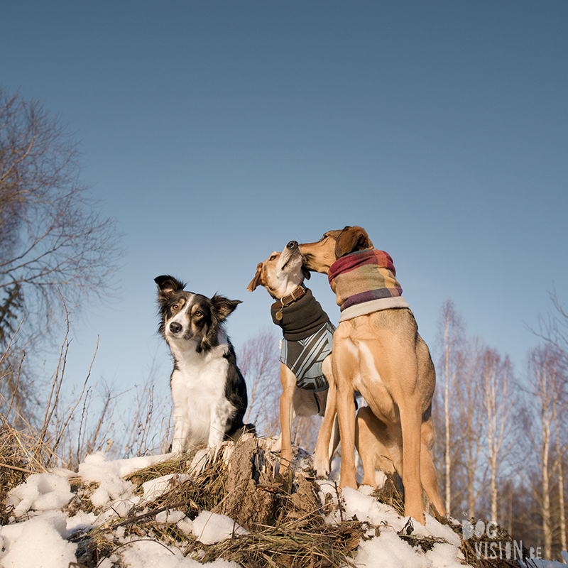 Wednesday Wanderings 22, wanderlust, nature photography, hiking in Sweden, life with dogs in Sweden, www.Fenne.be