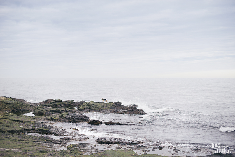 Textures of Gotland, nature photography Sweden, Visby, traveling, artist, Europe, www.Fenne.be